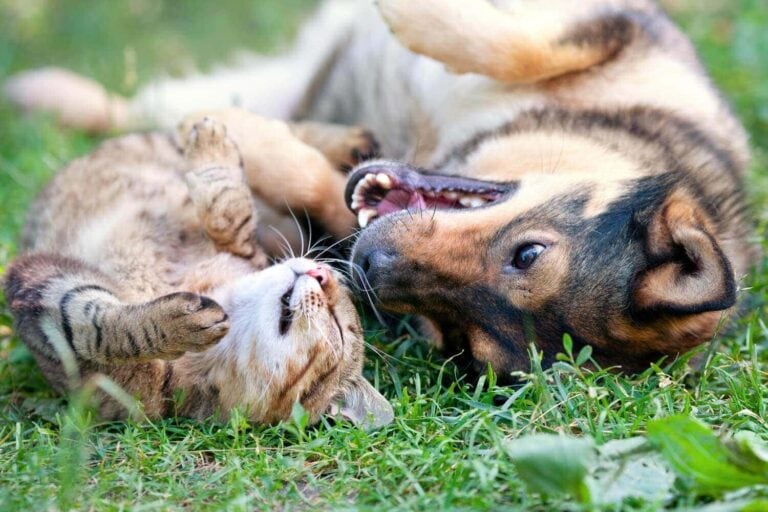 CBD Öl für Hunde