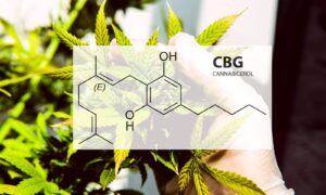Wiki 5 gz cannabigerol 320907355