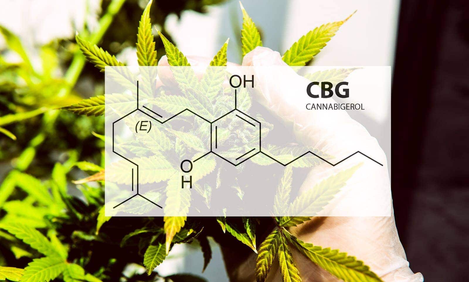 Was ist Cannabigerol (CBG)? 1 gz cannabigerol 320907355