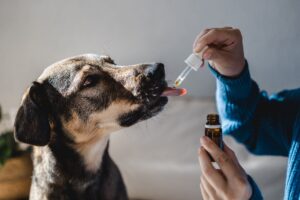 CBD-Öl - die richtige Dosierung für den Hund