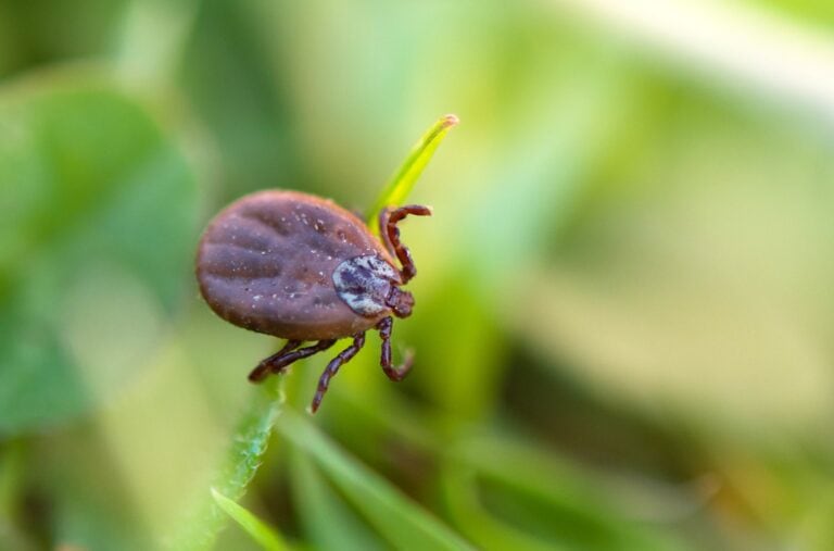 Natürliche Behandlung der Lyme-Krankheit: Arten, Forschung und Sicherheit