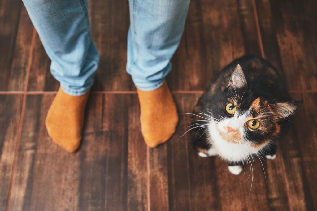 Welche Vorteile es haben kann Katzen zu haben