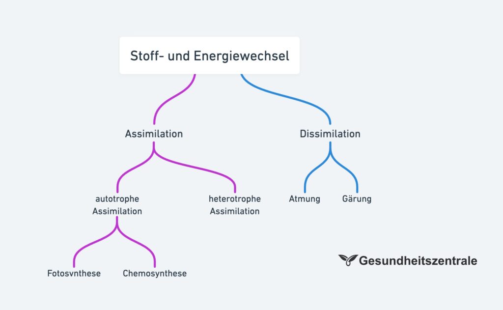 Stoff- und Energiewechsel